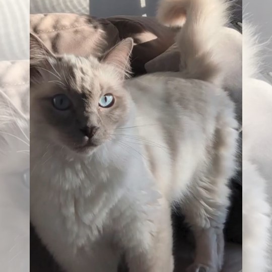 Lucky cat lost 6 jan